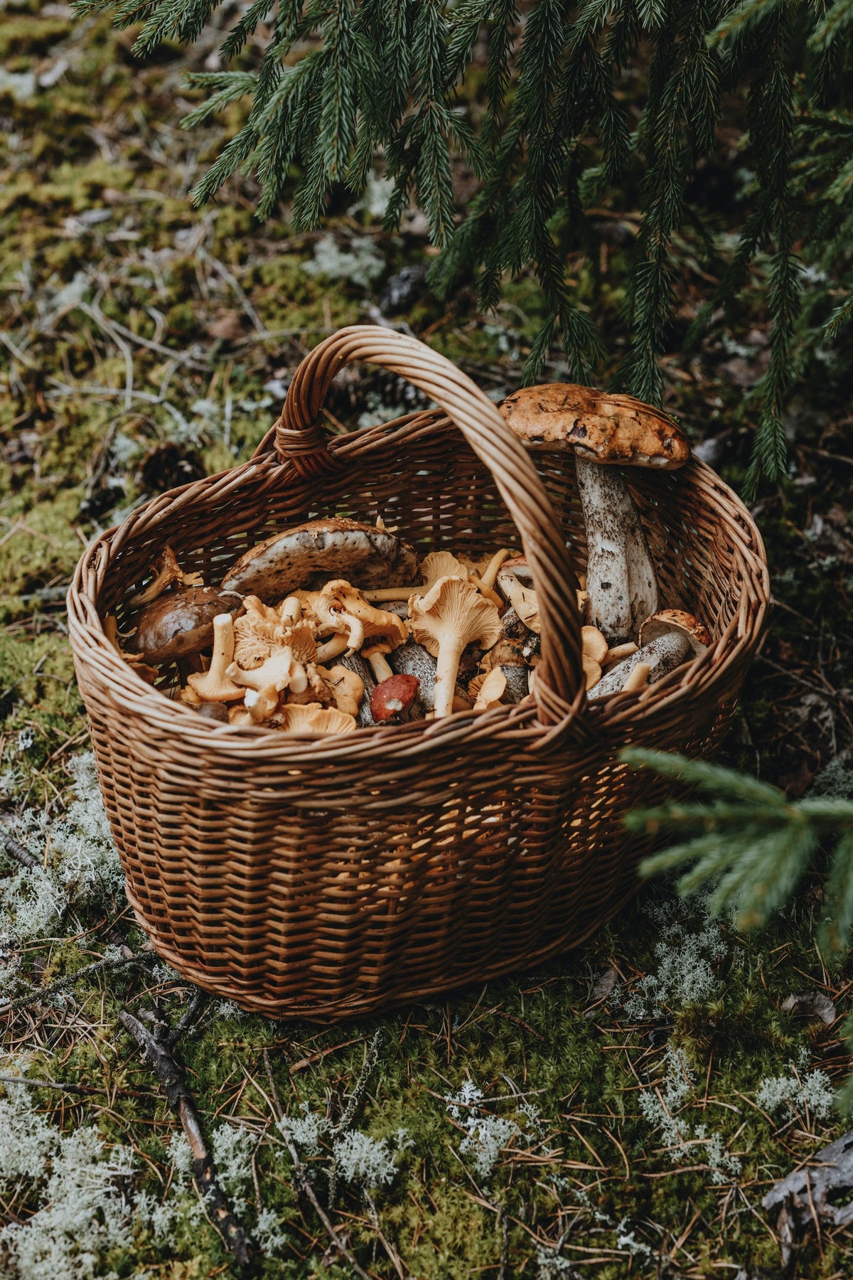 Korg med nyplockad svamp på en mossig skogsbotten
