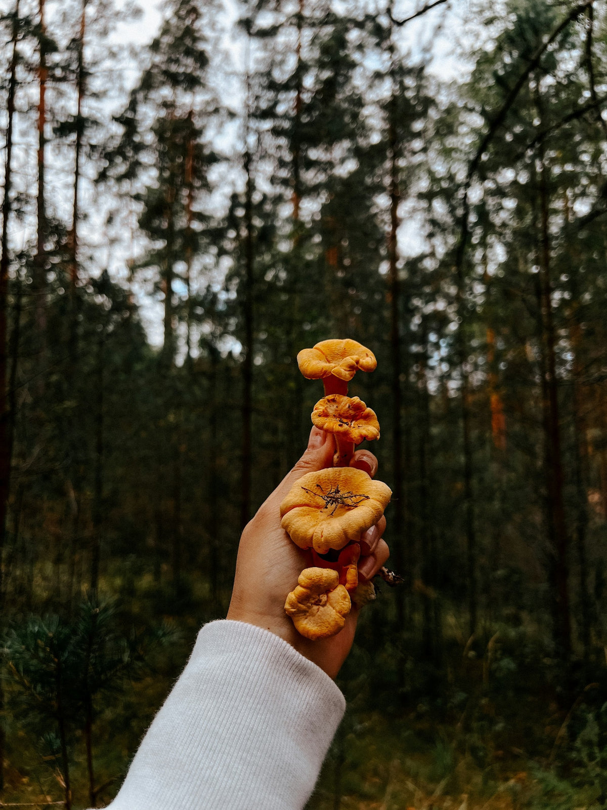 Hand håller upp kantareller i en tallskog